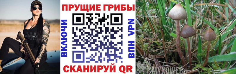 Псилоцибиновые грибы ЛСД  Курганинск 